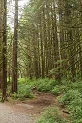 Lower falls trail, Golden Ears Provincial Park BC Canada 