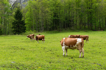 Cows grazing in the meadows of the Alps