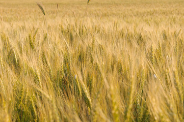 Wheat field to horizon