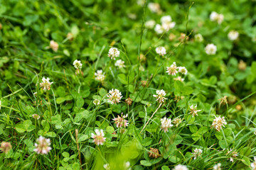 Photo of a green grass field in the park