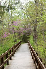 Fototapeta na wymiar The wood bridge path to the forest on a spring day.