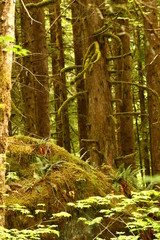 Lower falls trail, Golden Ears Provincial Park BC Canada 