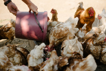 Feeding chickens in the barnyard. A person feeds chickens with grain