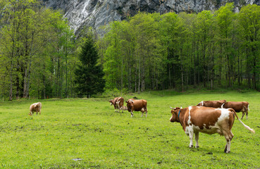 Fototapeta na wymiar Cows grazing in the meadows of the Alps
