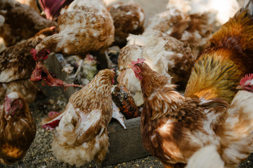 Feeding chickens in the barnyard. A person feeds chickens with grain