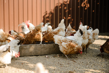 Feeding chickens in the barnyard. A person feeds chickens with grain