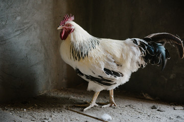 White cock posing in barnyard close up