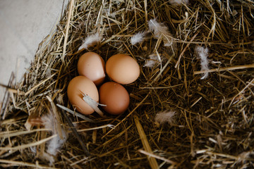 Chicken eggs lie in a nest of straw