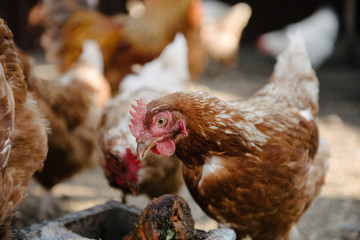 Feeding chickens in the barnyard. A person feeds chickens with grain