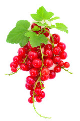 Red currant fruit.