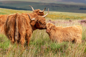 Highland cow and its calf in Dartmoor, Devon, UK