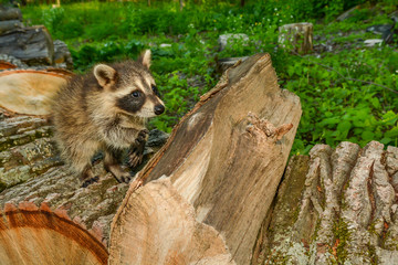 Impact of Habitat Loss on Species