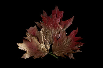 Beautiful red and gold maple bouquet on a black background