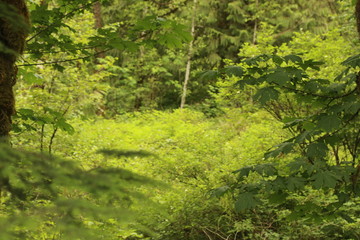 Lower falls trail, Golden Ears Provincial Park BC Canada 