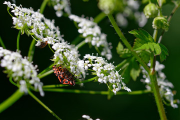 Italian striped bug Graphosoma lineatum italicum