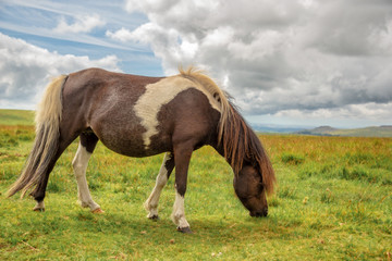 Piebald Dartmoor Pony grazing in the moor, in Dartmoor, Devon, UK