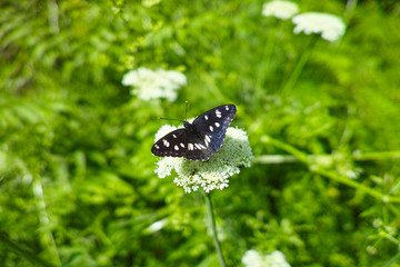 detail of Neptis rivularis ion a meadow