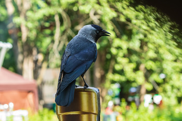 A jackdaw bird is sitting on the neck of the bottle against the background of bright greenery. Blurred background. City birds.