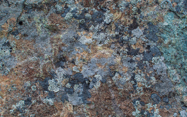 Multicolored lichen on the stone. Stone texture. Natural background