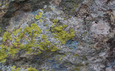 Multicolored lichen on the stone. Stone texture. Natural background