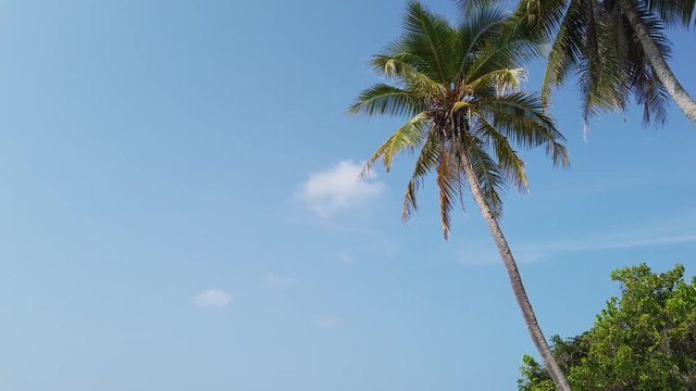 low angle dolly shot of two coconut palms with bright blue sky in the background