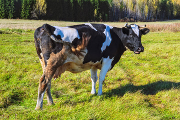 cows graze in the meadow autumn landscape