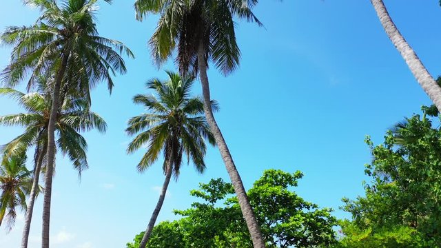 Low angle pedestal up shot of coconut palm trees, Philippines