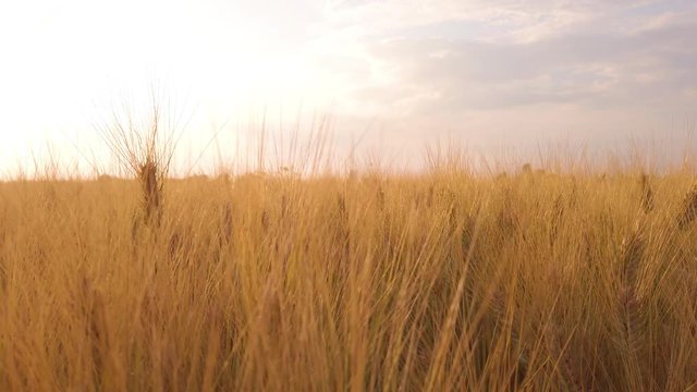 Campo di Grano per la produzione di farina di grano duro biologica