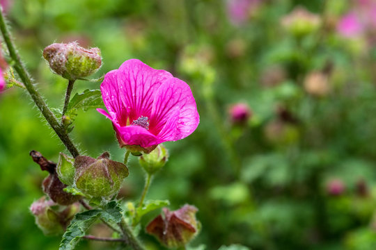 wild lavatera malva flower in pink purple