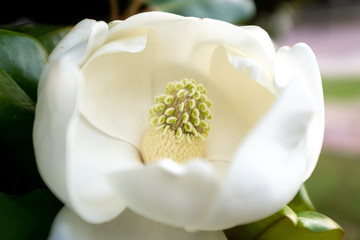 Magnolia