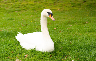 swan grazing