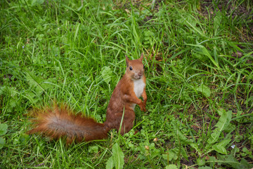 Jumping squirrels in Lviv Park