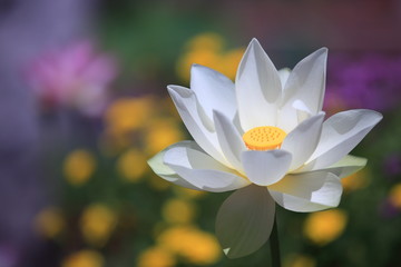 カラフルな花壇の中の白い蓮