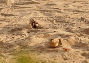 Spatz im Sand badend