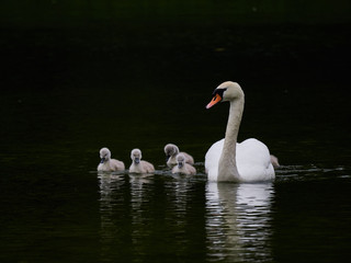 A single mute swan (Cygnus olor) swimming on a lake with its new born baby cygnets