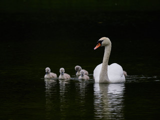 A single mute swan (Cygnus olor) swimming on a lake with its new born baby cygnets - Powered by Adobe
