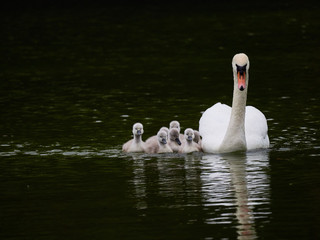 A single mute swan (Cygnus olor) swimming on a lake with its new born baby cygnets