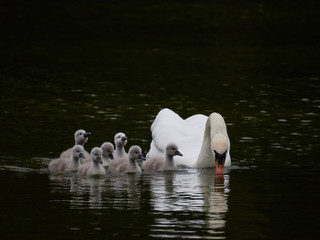 A single mute swan (Cygnus olor) swimming on a lake with its new born baby cygnets