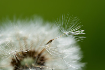 White fluffy dandelion with a seed on the crown on a green background. Macro