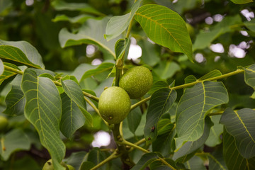 Greek walnut tree in the garden