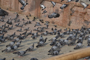 pigeons