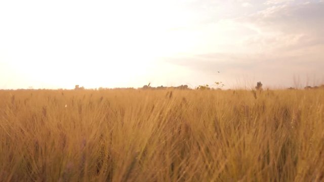 Campo di Grano per la produzione di farina di grano duro biologica