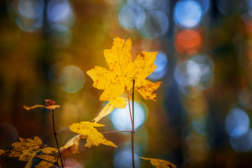 Yellow maple leaf on a branch in an autumn forest with a blurry background_