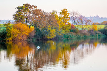 Autumn multicolored trees are reflected in the river on which the white swan floats_