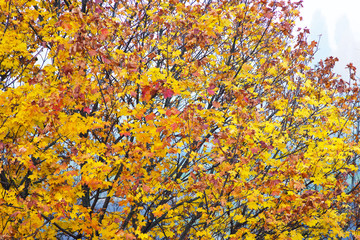 The background of autumn multicolored maple leaves_