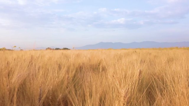 Campo di Grano per la produzione di farina di grano duro biologica