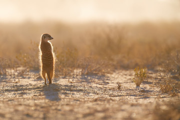 Attentive small Meerkat, Suricata suricatta, closely watching surroundings in freezing morning of Kalahari desert. Low angle photo.  Wildlife photo of backlighted suricate, southern Africa