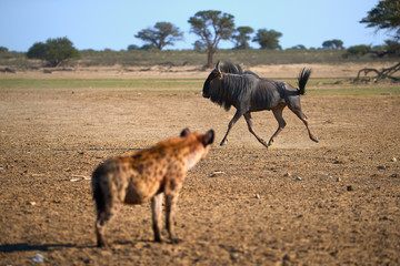 Spotted Hyena, Crocuta crocuta, looking at running  wildebeest.  Wild animal action photography, photosafari in Kgalagadi transfrontier park, Polentswa, Botswana.