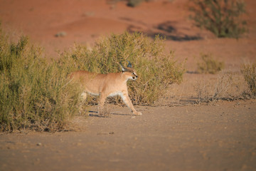Caracal, desert lynx, wild animal walking in dry river bed against red dunes. Very shy, nocturnal predator in its natural environment. Low angle photo. Direct view. Kgalagadi park, Botswana.