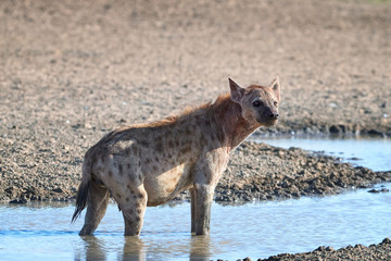Spotted Hyena, crocuta crocuta standing in the water of waterhole. Close up, side view. Photo Safari in Kgalagadi transfrontier park, Polentswa, Botswana.